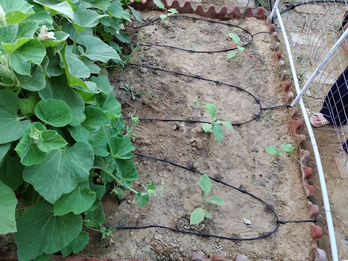 Projects 18 Drip lines installed along raised beds on a Karachi rooftop kitchen garden