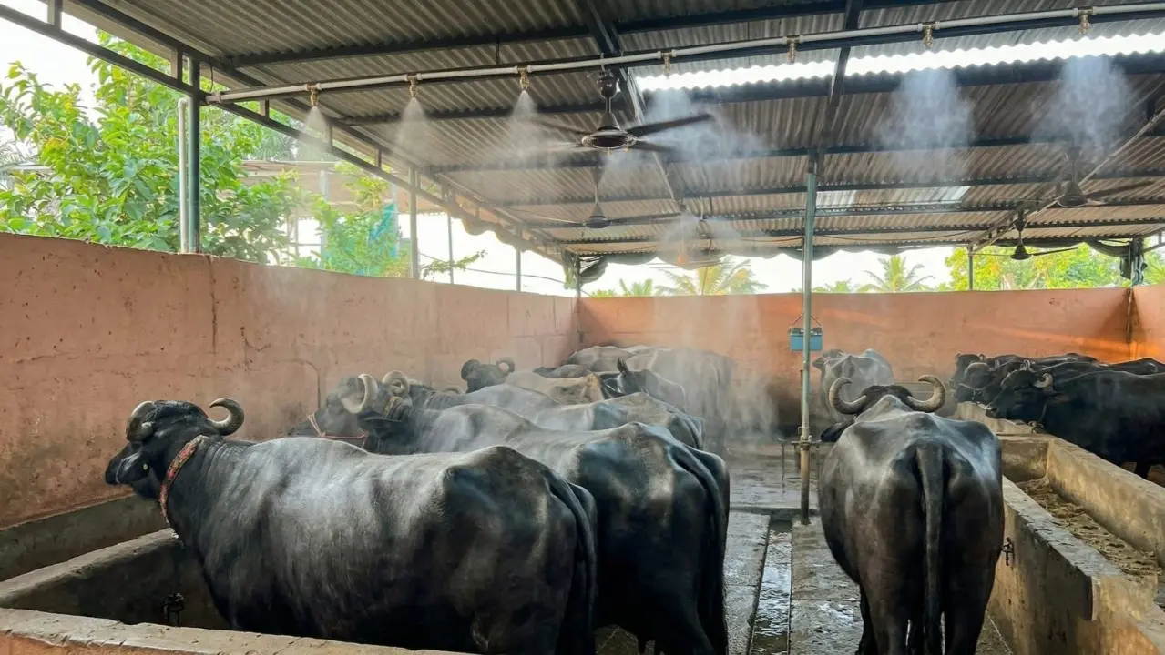 Misting system cooling buffaloes in a cattle shed with overhead foggers and fans