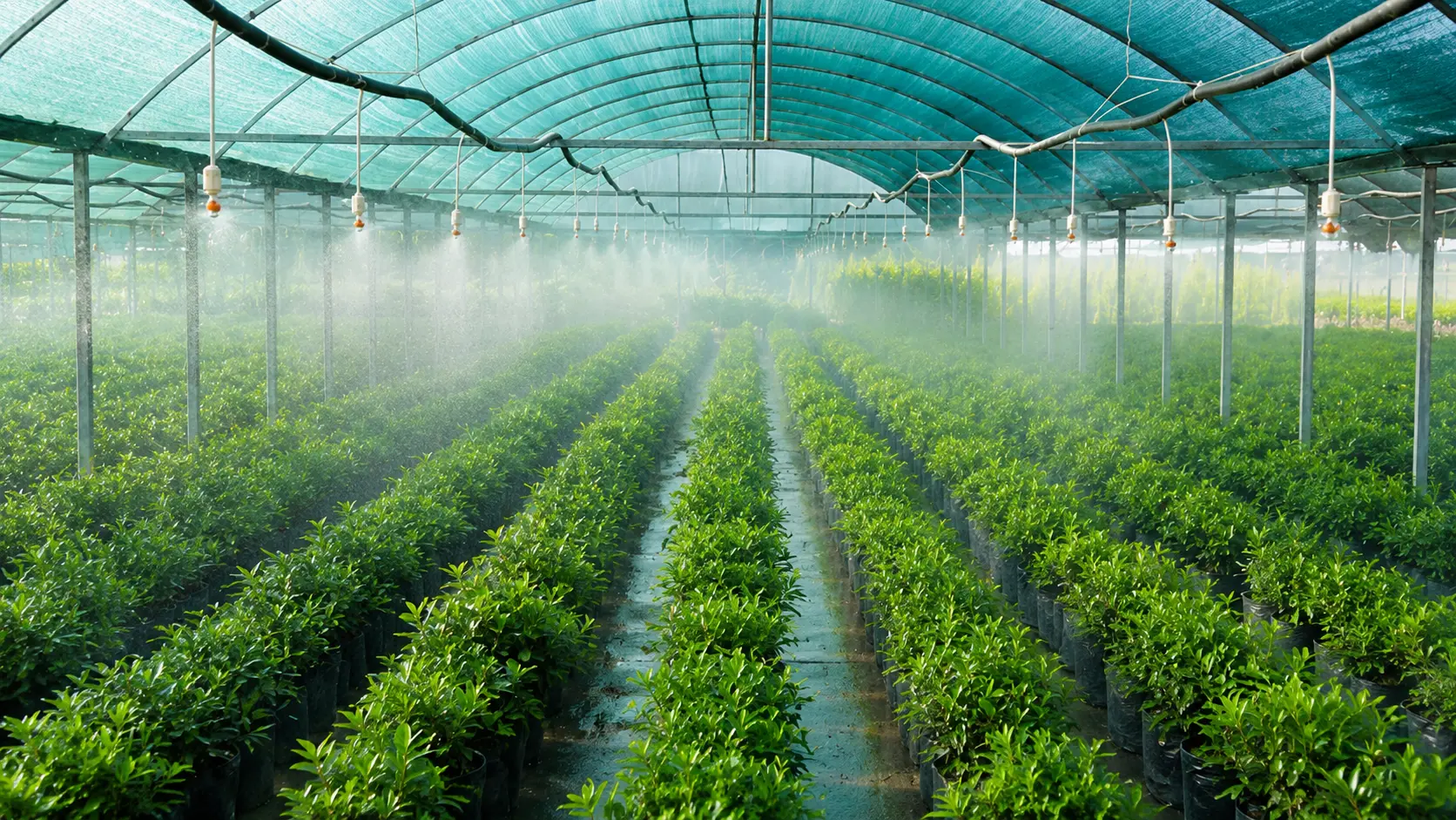 Misting nozzles fogging potted plant rows in a shade-net greenhouse nursery