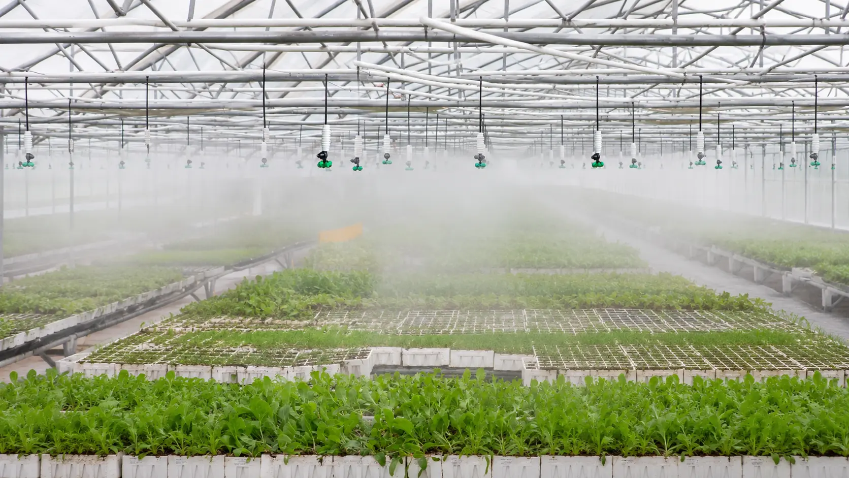 Fogger system raising humidity over seedling trays in a greenhouse nursery