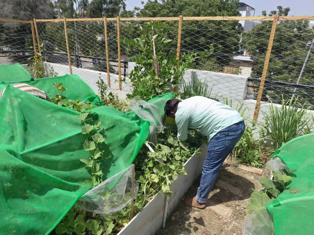 Best Irrigation for a Rooftop Kitchen Garden in Karachi 1 rooftop kitchen garden in Karachi watered by automatic drip irrigation